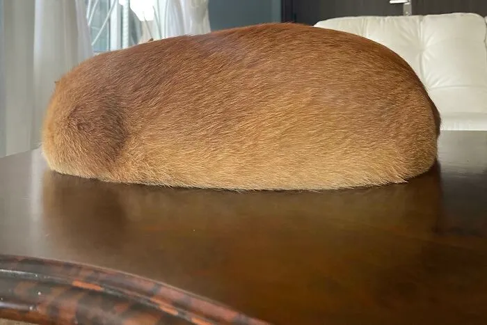 Bread