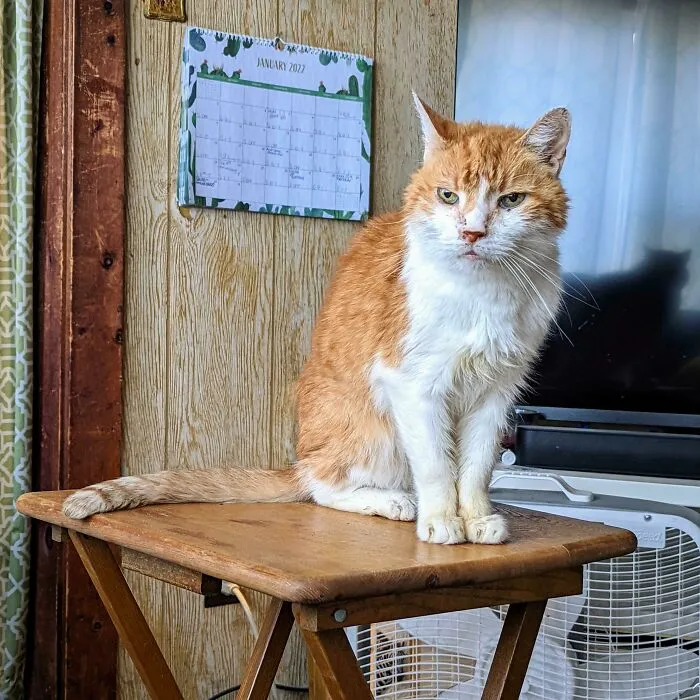 This Is Lucky. My 22 Year Old Senior Hospice Foster Of 1.5 Years. Keeper Of The Eldest Braincell