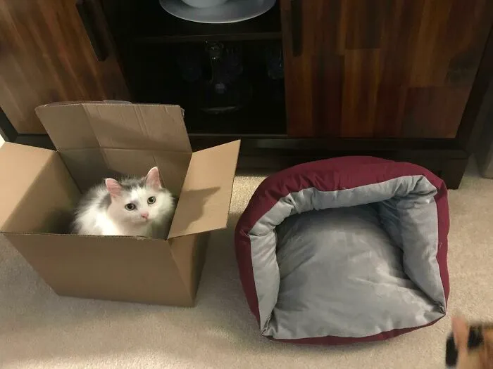 My Mom Got Our Cat, Sardine, A Fancy Cat Bed For Christmas. She Loves It