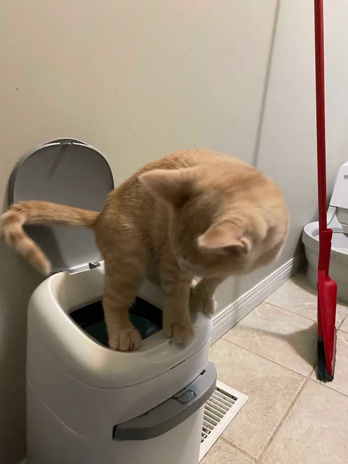 Después de verme limpiar la caja de arena para gatos y tirar los desechos a la basura, Jack decidió dejar de lado al intermediario y hacer caca directamente en la basura 