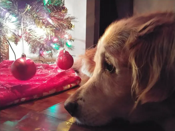 Caught My Old Man Looking Like A Christmas Card