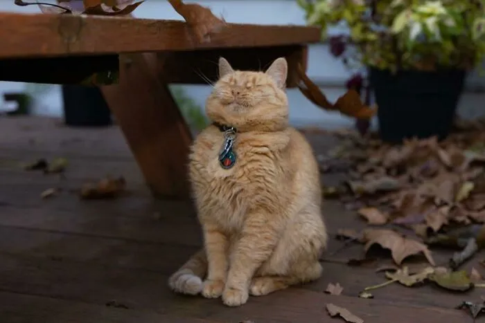 Hoy mi gato conoció las hojas 