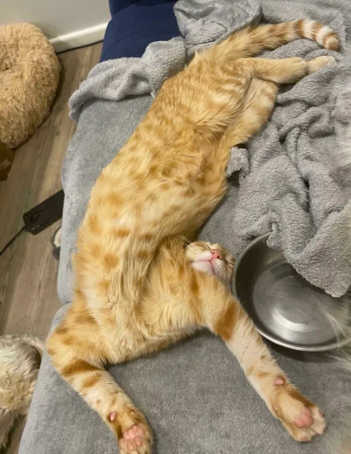 I See Your Mango, And Raise You My Mango
