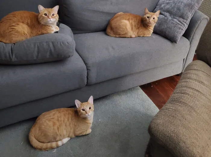 Walked In On A The Weekly Meeting Of The Minds