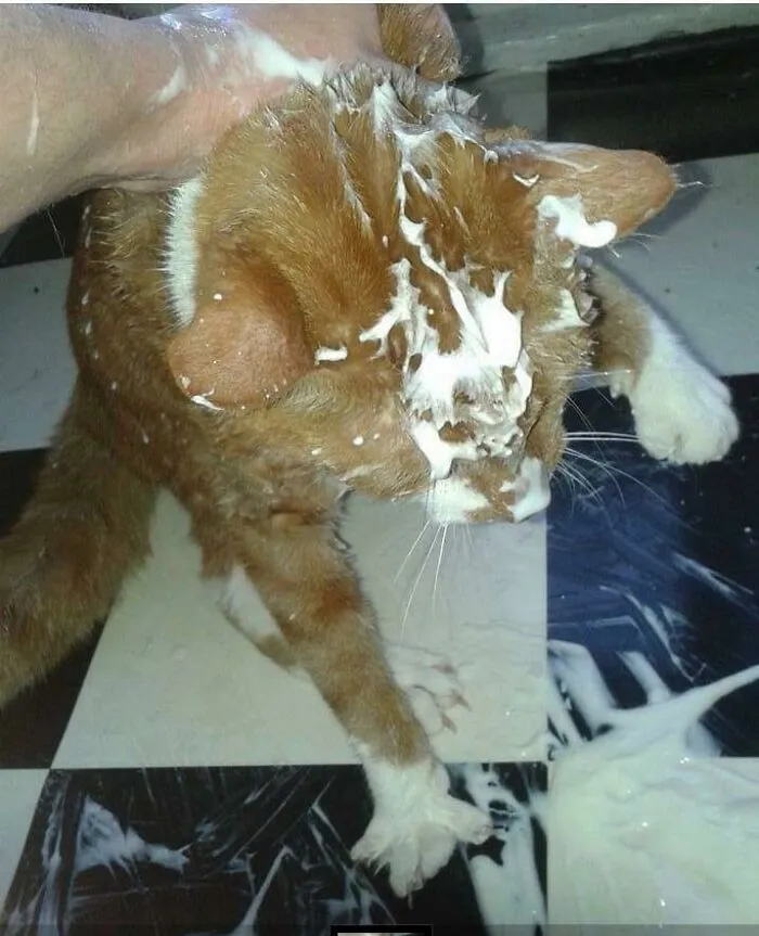 Him And His Freaking Yoghurt Obsession! I Know It Looks Like I'm Heavy Handed On His Neck Scruff But I Can Assure You It Looks That Way Because He Was Belligerently Trying To Get To That Yoghurt At All Cost