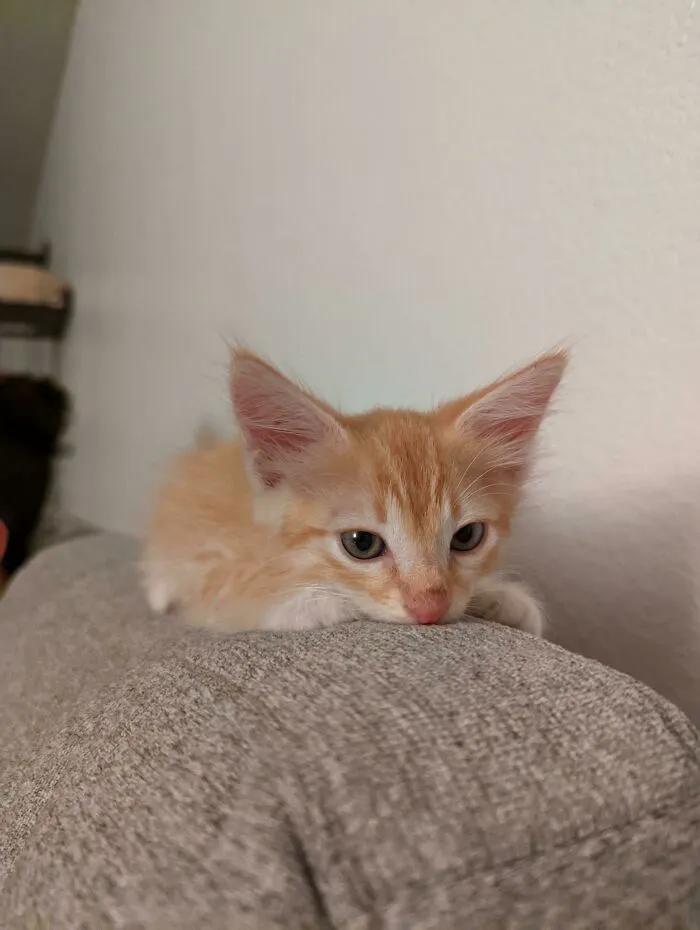 Rescued This Baby Off The 99 Ramp. He Plays Hard Like A Crackhead, And Totally Misses 100% Of The Shots He Takes... Meet Nine!