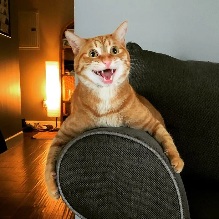 My Cat Roger Displaying His Crackhead Energy And One Brain Cell At The Same Time