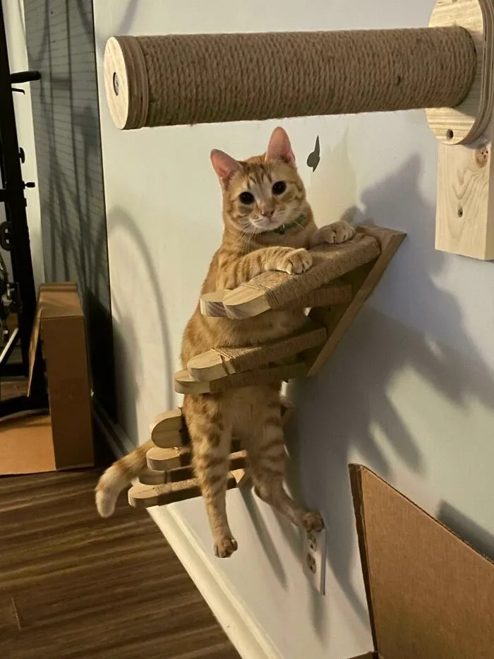 Doesn’t Even Have Enough Brain Cell For Basic Cat Activities