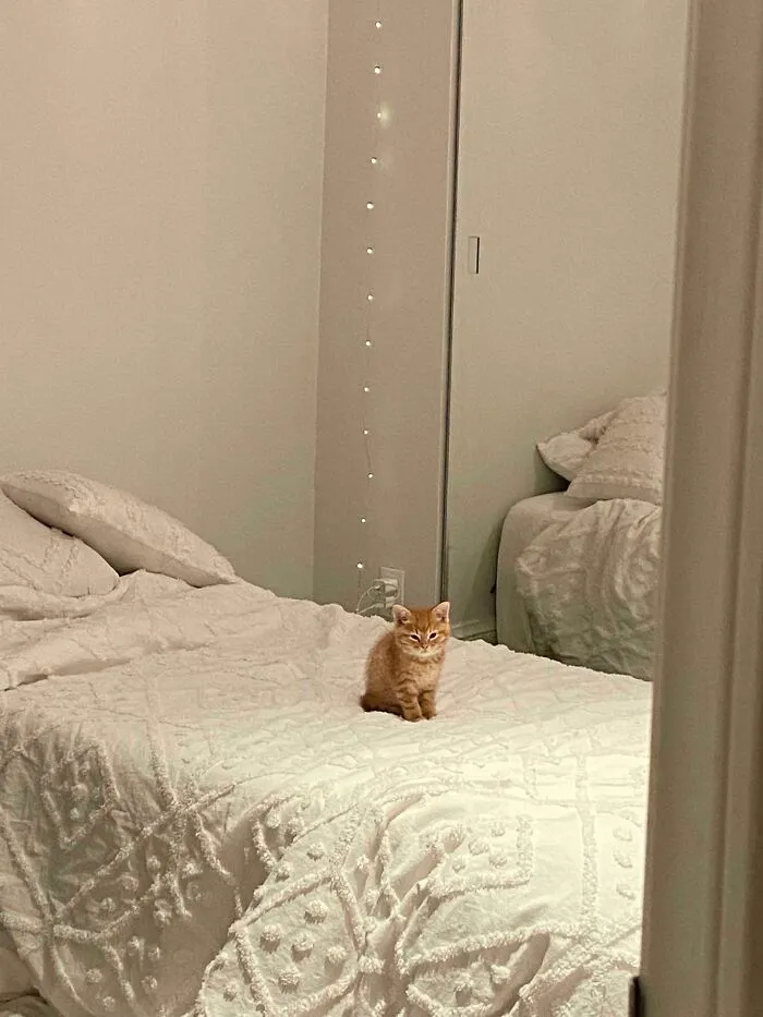 My Kitten Always Looks Like He’s Having An Existential Crisis