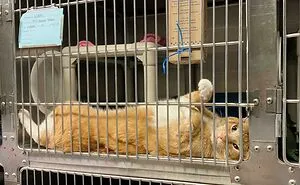 “One Orange Braincell”: 50 Times Orange Cats Acted So Dorky, Their Pics Ended Up On This Online Group