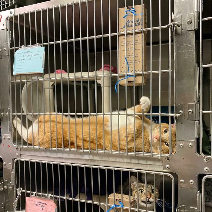 Orange Dingus At The Shelter Where I Volunteer