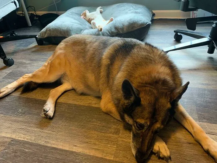 My Dog Got A New Bed For Christmas