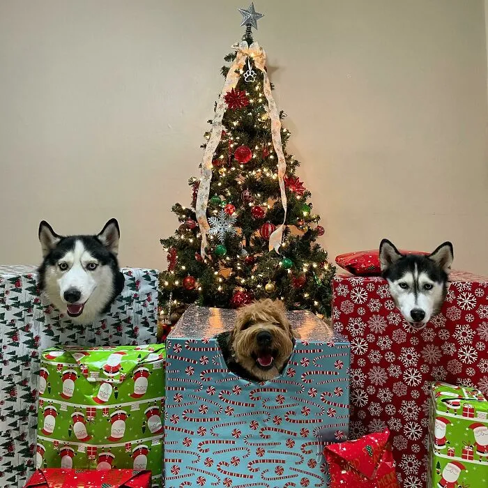 Merry Christmas!
