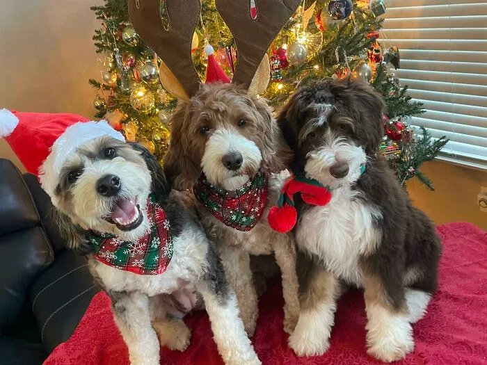 Merry Christmas From Our Girls!