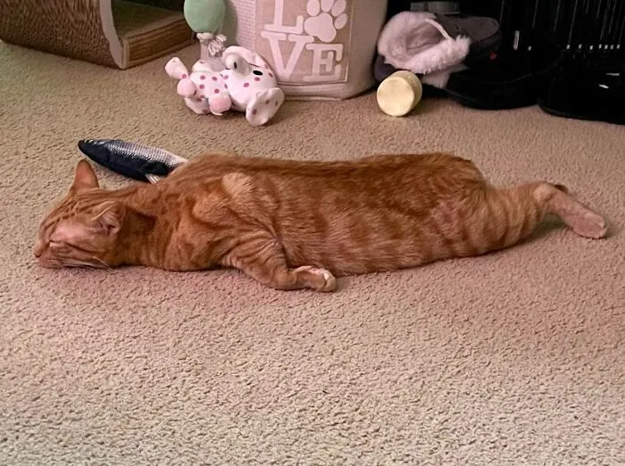 Anyone Else’s Sleep Like This? My Sweet Goose