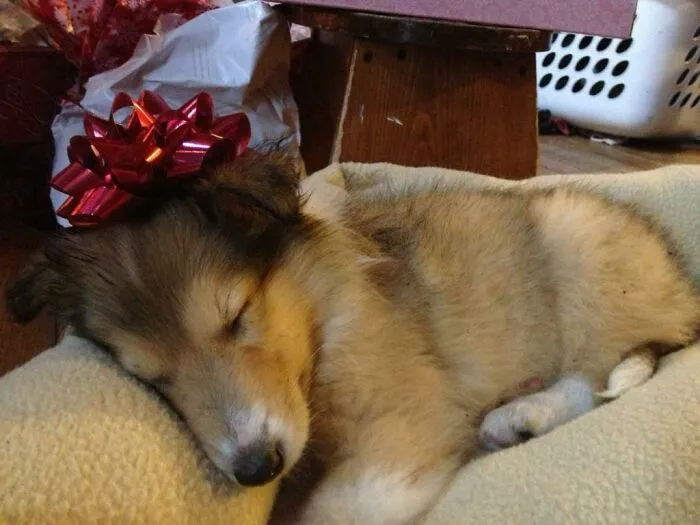 My Sisters Christmas Present