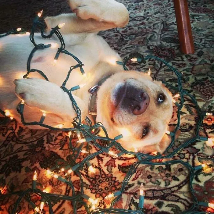 Sonny Wasn't Ready For Christmas To End