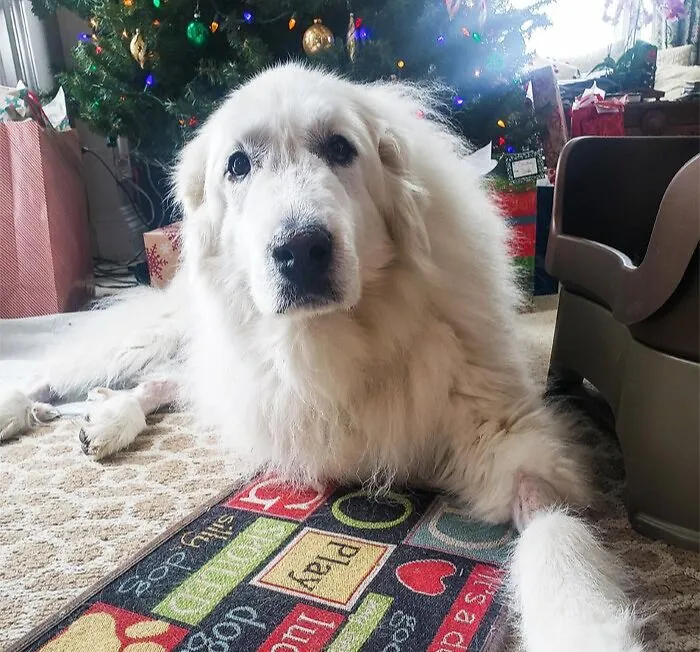 The Vet Called And Noelle Does Not Have Cancer! Thank You For The Support And Merry Christmas!