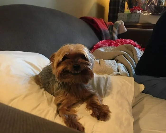 Every Year On Christmas My Sister's Dog Greets Me With This Cute And Terrifying Grin
