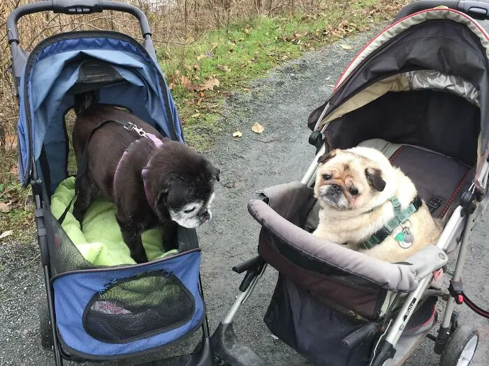 My Elderly Pug In A Stroller Met Another Elderly Pug In A Stroller. It's A Christmas Miracle