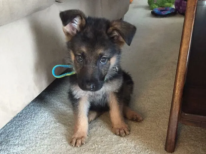 Surprised My Wife With A Doggy Of Her Own For Christmas