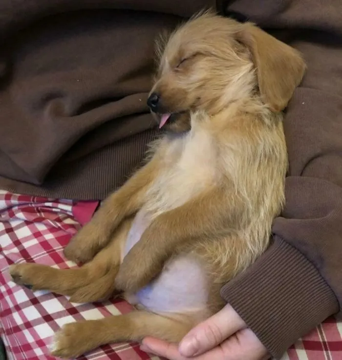 My Boss Got A Puppy For Christmas