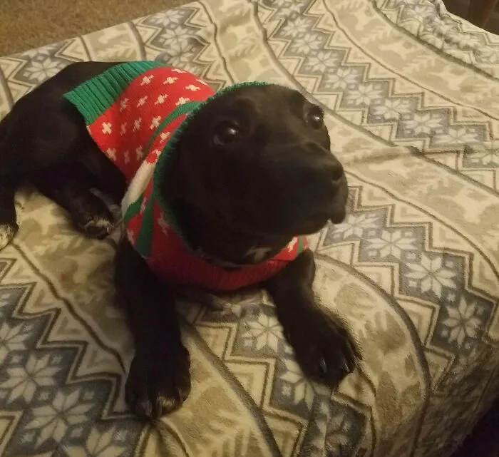 Christmas Sweater