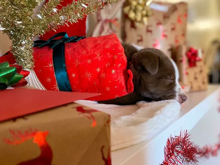 Can’t Wait To Surprise My Boyfriend Tonight! This Little Feller Is Ready To Meet His Dad. Merry Christmas!
