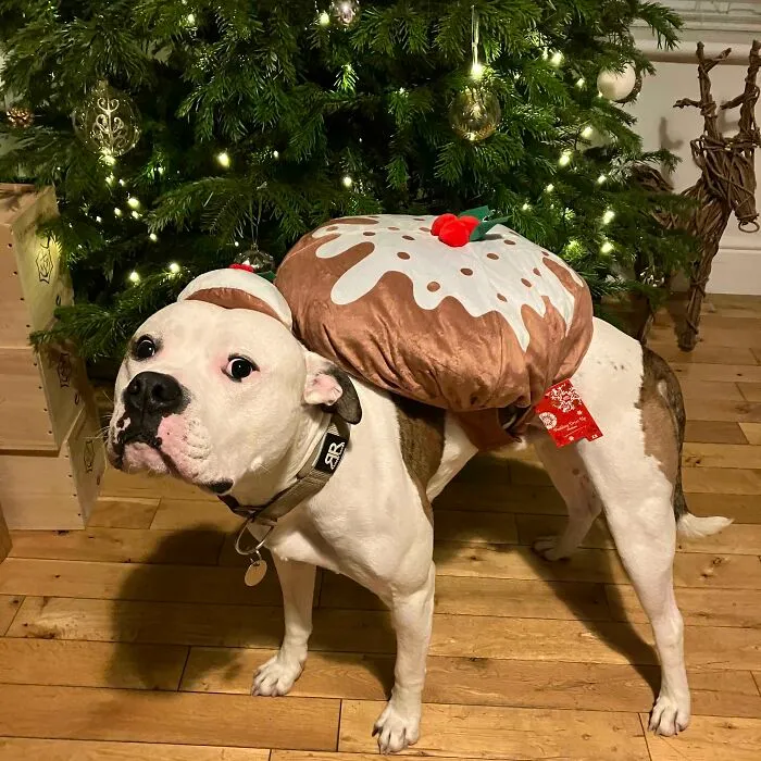 Bear Is Really Excited That Christmas Is Coming