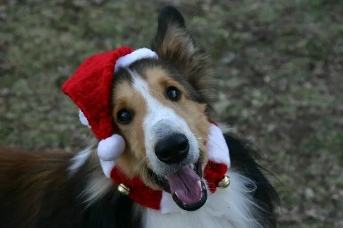 Merry Christmas!