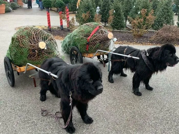 This Christmas Tree Farm Has Newfies That Will Cart Your Tree To Your Car For You
