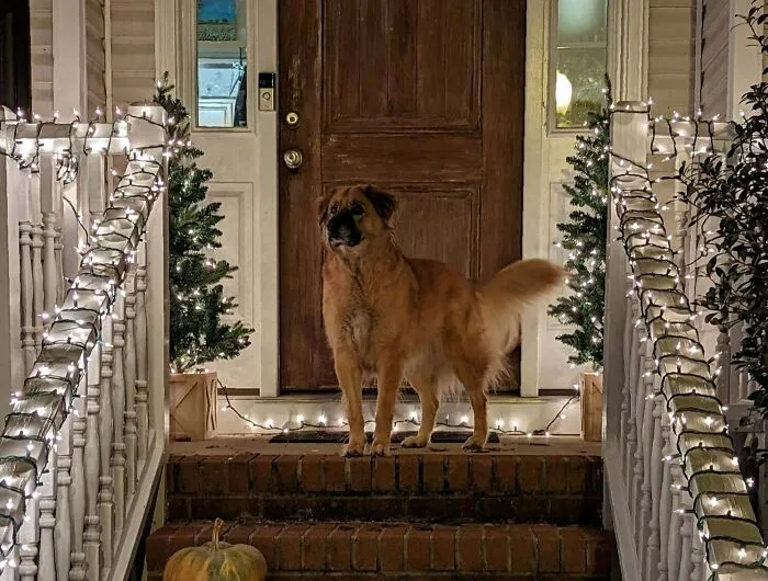 Accidentally Took The Best Christmas Picture Of My Senior Girl While Putting Up Lights