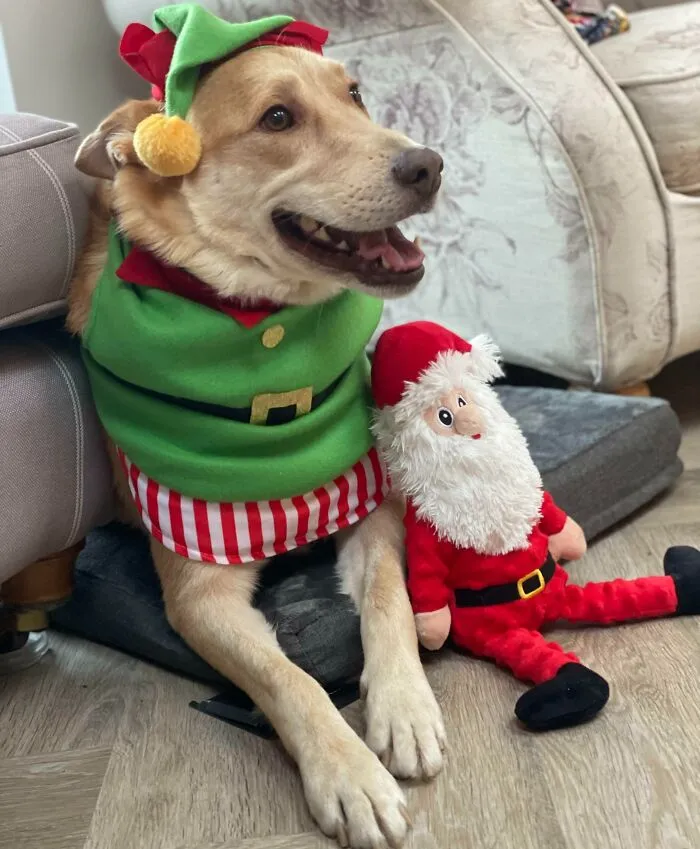 Merry Christmas From My Elio