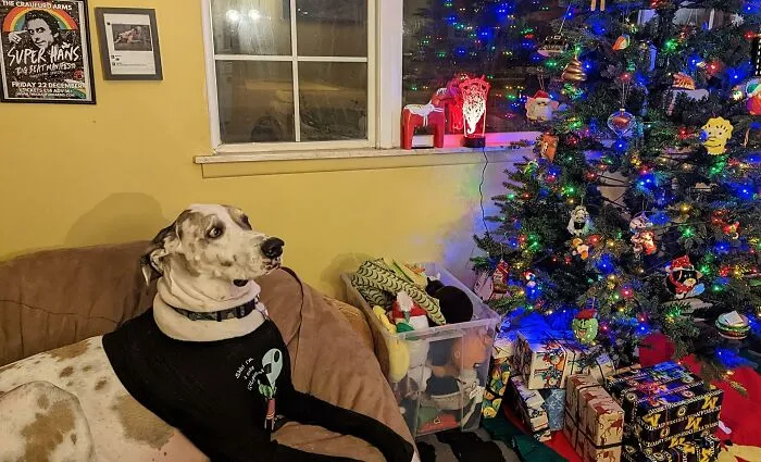 Super Hans Is Not Too Sure About The Christmas Tree
