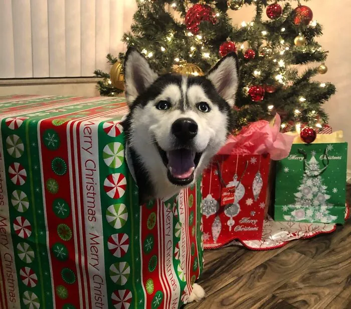 Merry Christmas!