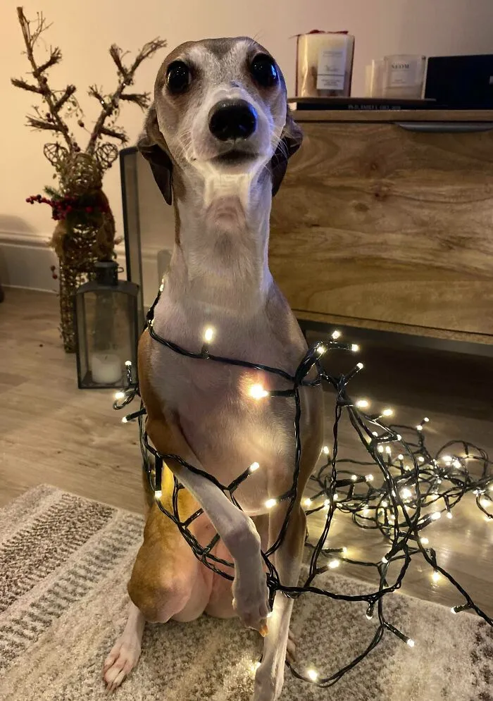Just Stepping Into Christmas... Don’t Mind Me