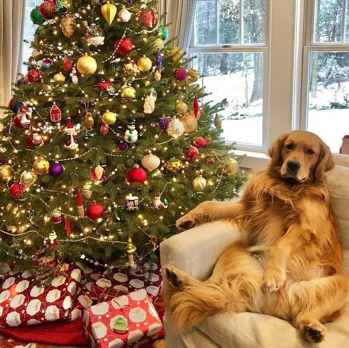 This Is My Kingdom. Merry Christmas!