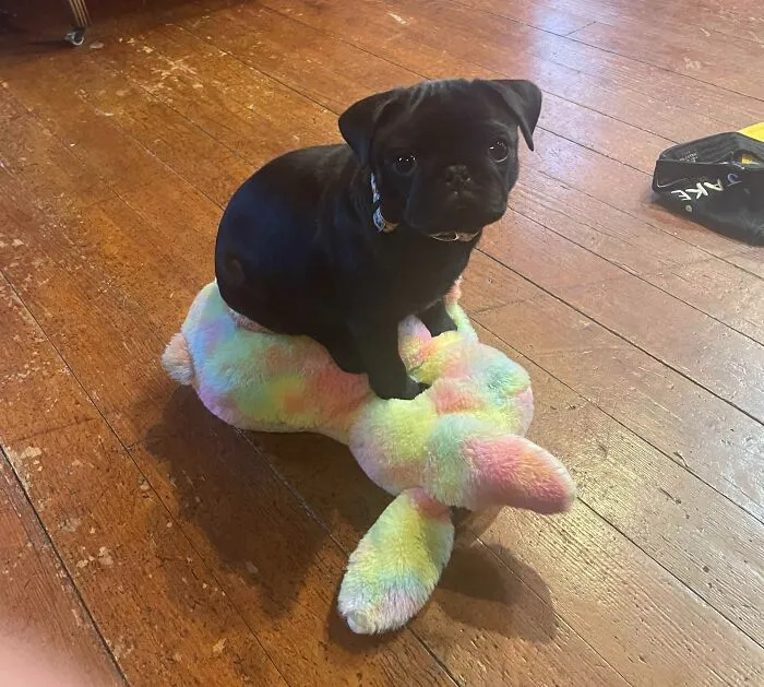 My Pupper Likes Her Christmas Present