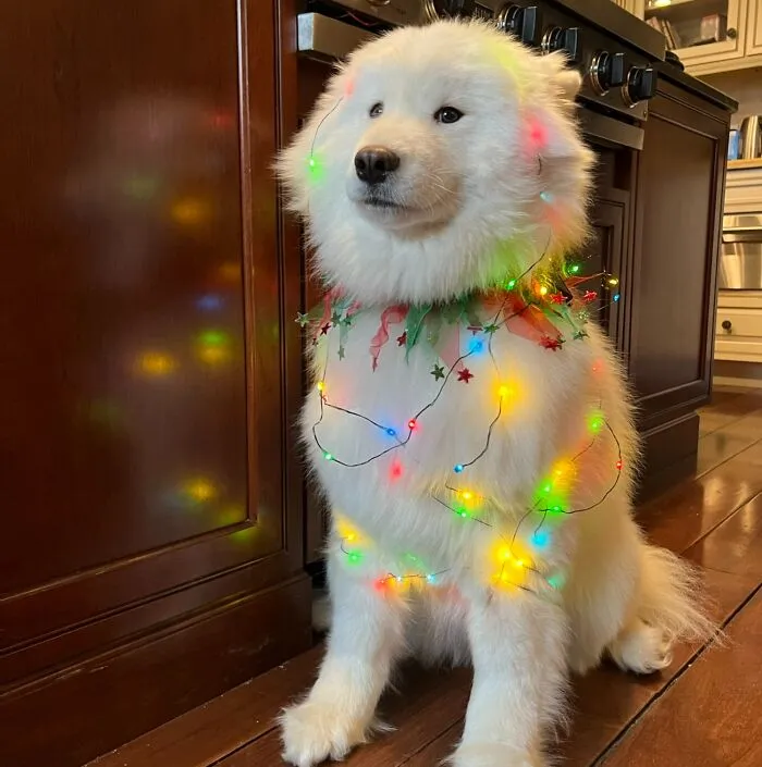 Havana Is Certainly In The Christmas Spirit!