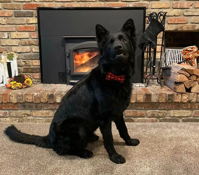 Orion Gave Us His Best Awkward Smile For The Christmas Card