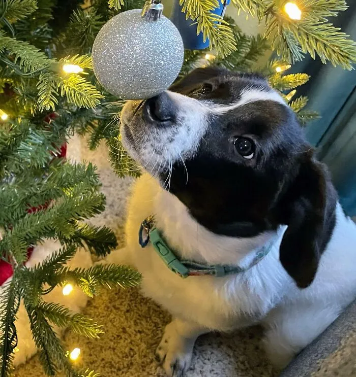 Charlie Broke Past The Barricade For The Christmas Tree, But She Was So Cute I Couldn’t Be Mad