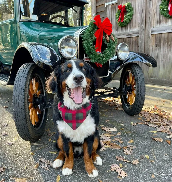 Leo Loves Putting On A Big Smile For Pictures. Merry Christmas!