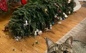 50 Funny And Cute Pets Who Made Or Broke Christmas (New Pics)