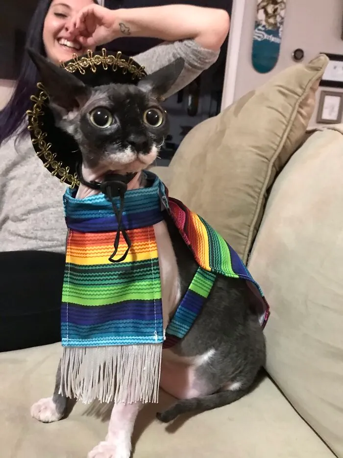 Un amigo le regaló a nuestro gato un pequeño poncho y un sombrero