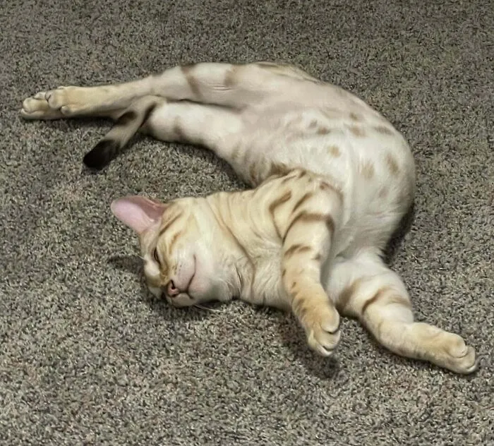 Best Sleeping Position
