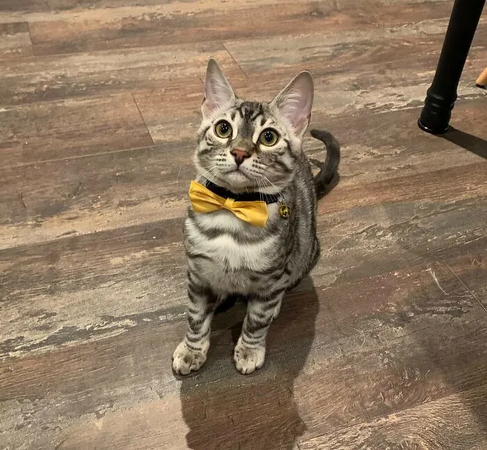 Handsome Lil Man