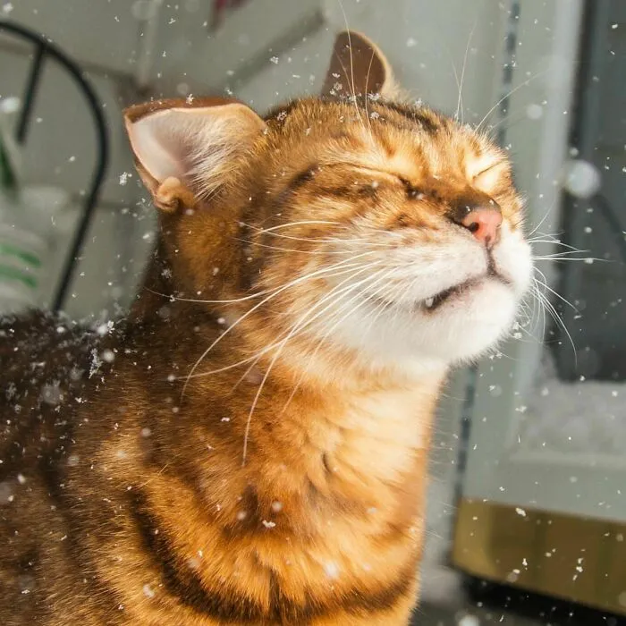 I Took My Roommate's Bengal, Grendel, Outside Into The Snow For The First Time
