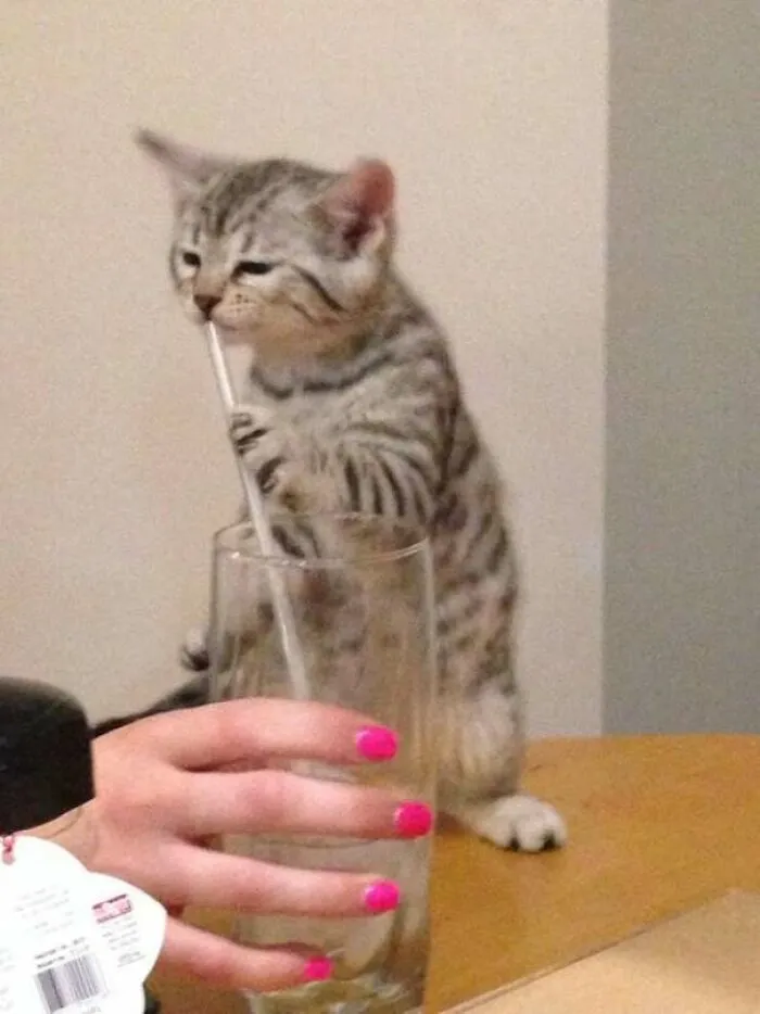 Just Brought The New Bengal Kitten Home. She Is Already Settled In
