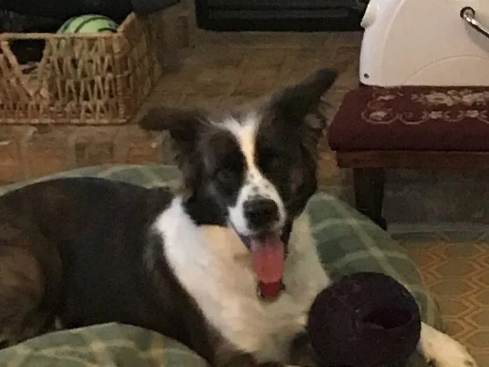 This Is My Baby, Jojo.  This Was Taken Right Before The Neighborhood Stray Cat Walked By The Window-Freaking Jojo Out And Sending Her Into The Table, Knocking Over A 3000 Piece Puzzle My Mom Had Just Finished After 5 Months
