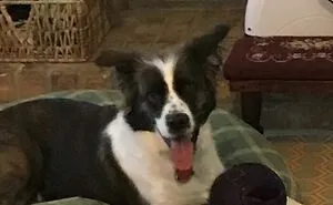 Hey Pandas, Post A Picture Of Your Pet Looking Proud Of Something They Ruined (Closed)